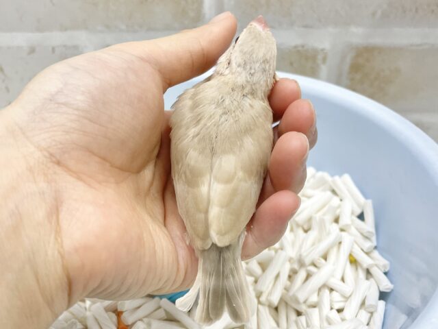 シナモン文鳥