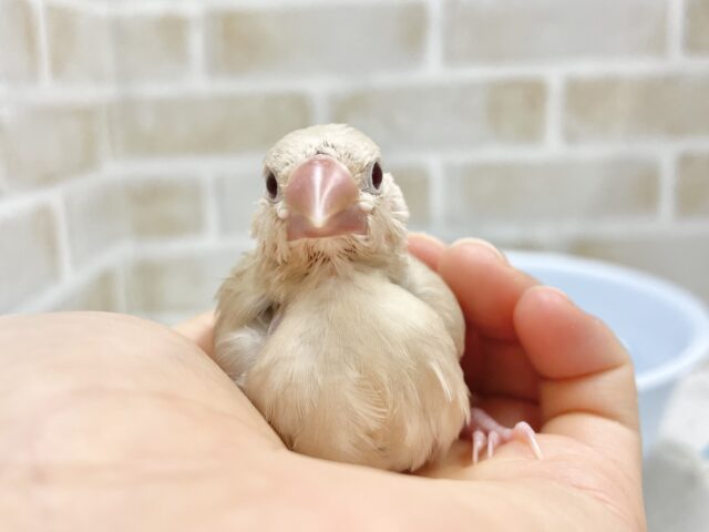 シナモン文鳥