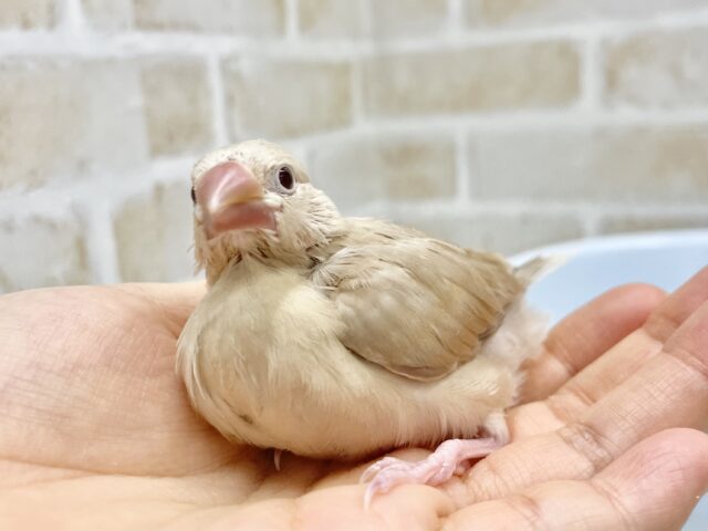 シナモン文鳥