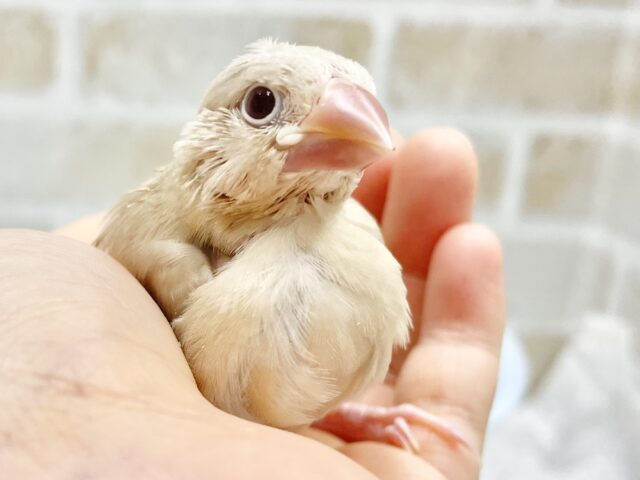 最新画像あり！ゴールドカラー✨⭐️シナモン文鳥