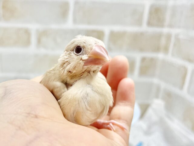 シナモン文鳥