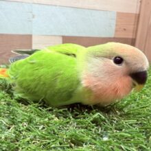 最新画像あります⭐️ビビっと一目惚れ目指します‼️きゅるるんお顔な小桜インコのオパーリン🥰