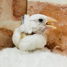 まるで天使？？🪽🪽　白文鳥