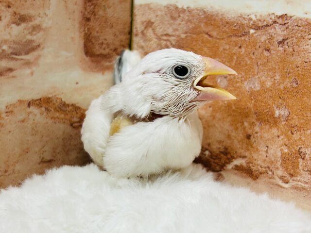 まるで天使？？🪽🪽　白文鳥
