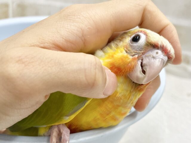 ■■■ ウロコインコ ■■■