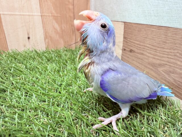 マメルリハ