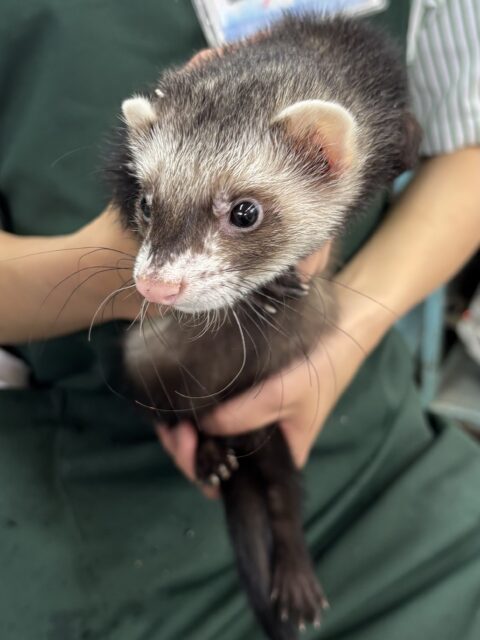 フェレット