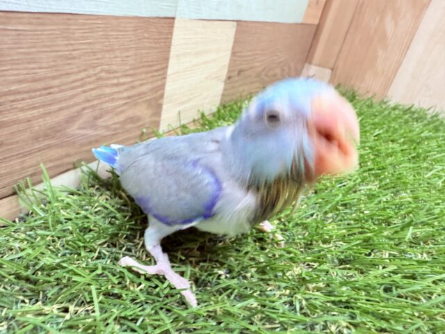 マメルリハ