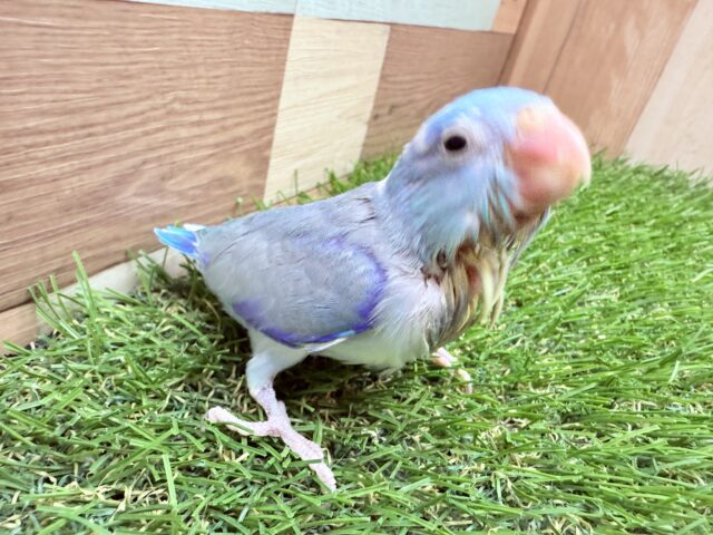 マメルリハ