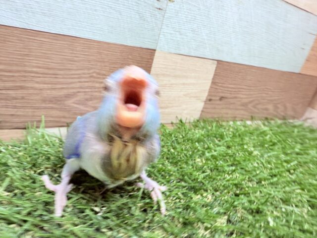 マメルリハ