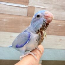 インコや文鳥、オウムや家禽|千葉・栃木・神奈川・埼玉で販売中 インコや文鳥、オウムや家禽|千葉・栃木・神奈川・埼玉で販売中