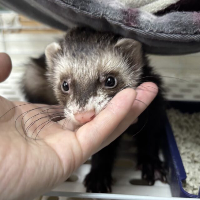 フェレット