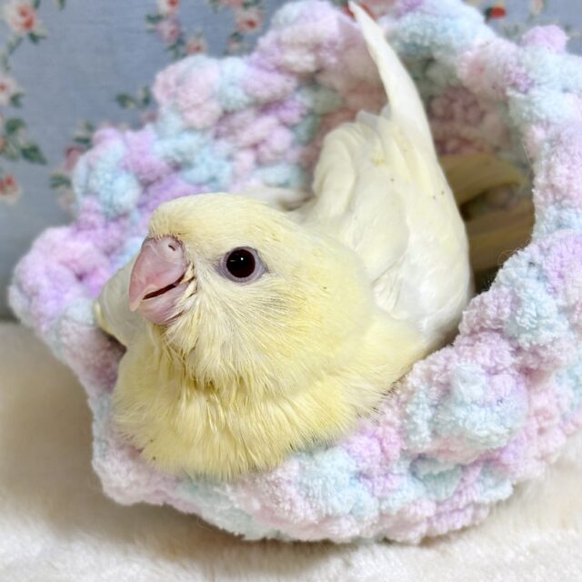 サザナミインコ