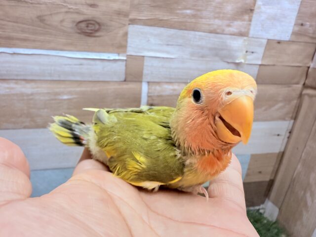 コザクラインコ（小桜インコ）