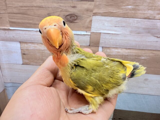 コザクラインコ（小桜インコ）
