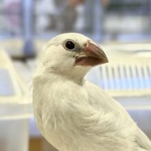 【最新画像更新🪄︎︎】元気いっぱい成長中！シルバー文鳥ちゃん❣️(シルバー文鳥)(ヒナ)