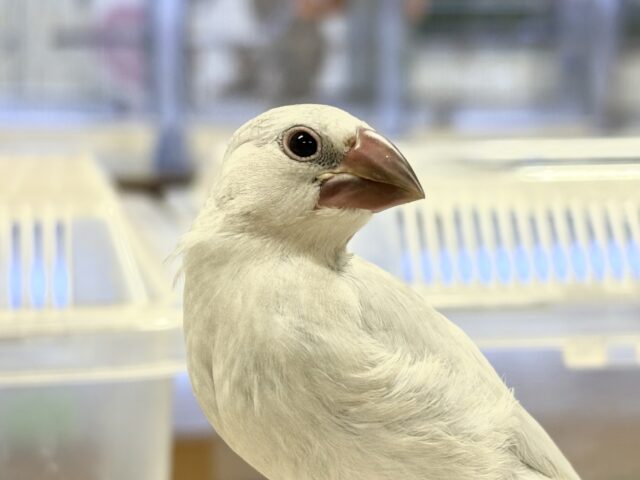 シルバー文鳥