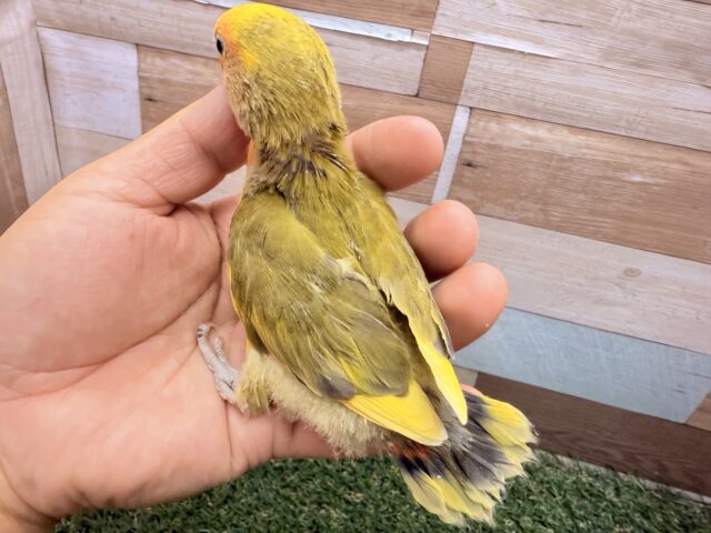 コザクラインコ（小桜インコ）