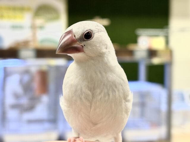 シルバー文鳥