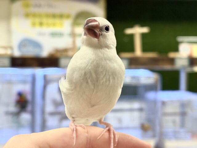 シルバー文鳥