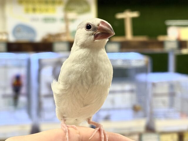 シルバー文鳥