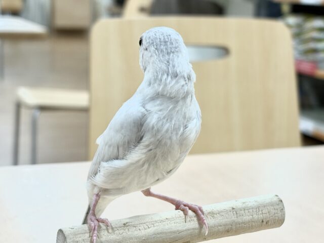 シルバー文鳥
