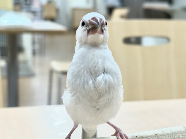 シルバー文鳥