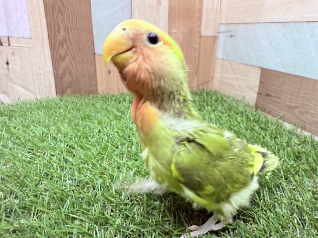 コザクラインコ（小桜インコ）
