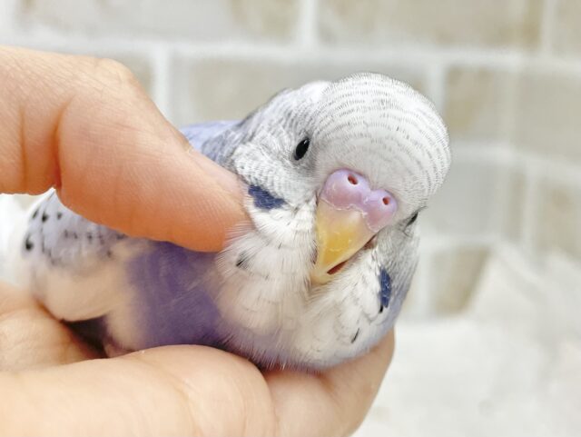 最新画像あり！動画あり！人気の淡いブルーさん🩵🤍セキセイインコ（ブルーパイド）