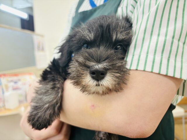 ミニチュアシュナウザー