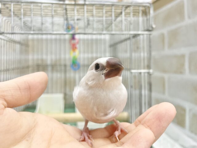 シルバー文鳥