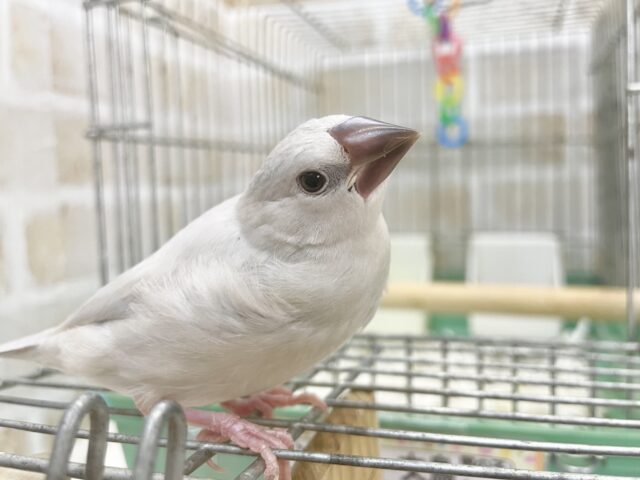シルバー文鳥