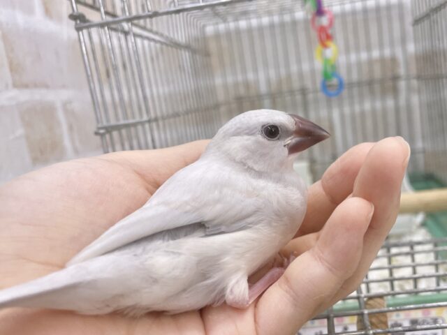 シルバー文鳥