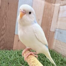 幸せ満点⭐️青空インコさん☁️🩵セキセイインコのパイド❣️