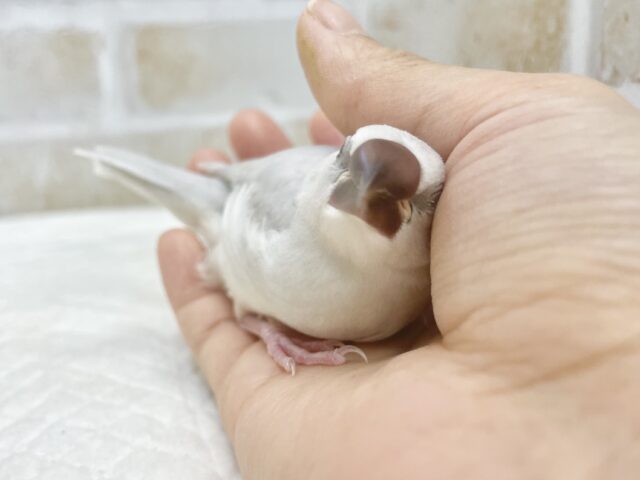 シルバー文鳥