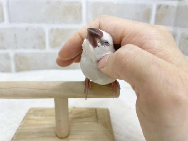 シルバー文鳥