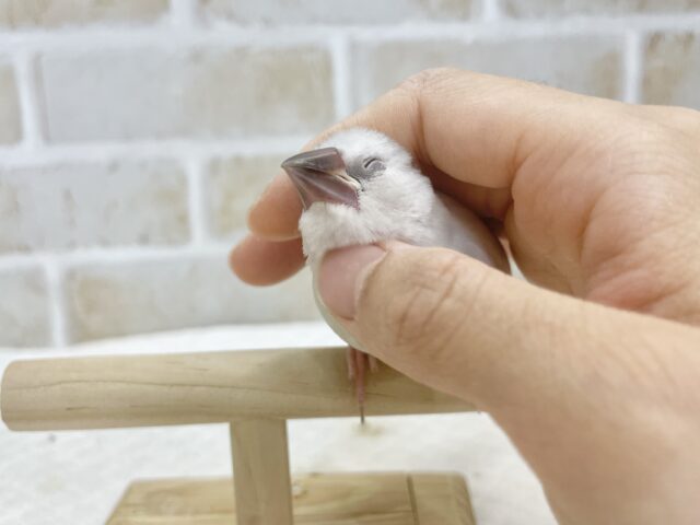 シルバー文鳥