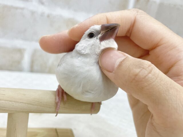 シルバー文鳥