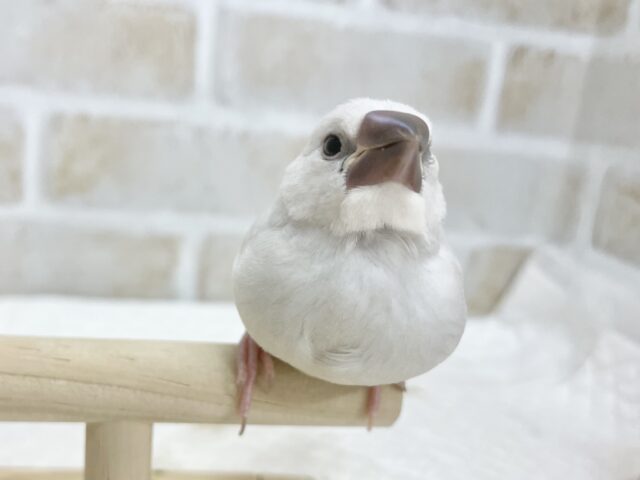 シルバー文鳥