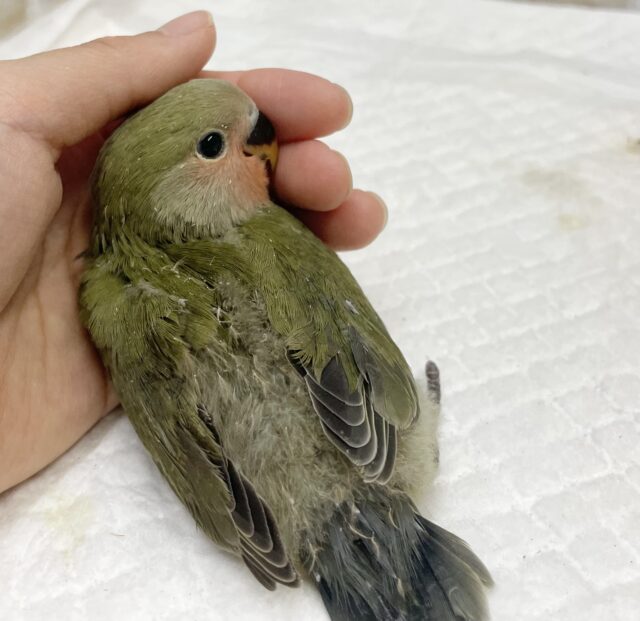 コザクラインコ（小桜インコ）