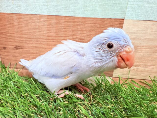 あわ〜いブルーが素敵すぎますッ✨🩵マメルリハインコのコバルトダイリュート❣️