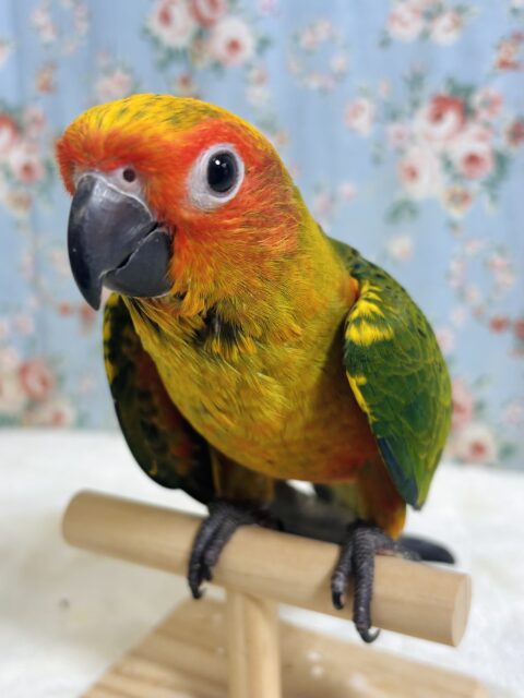 ｢コガネメキシコインコ｣ ちゃん来てくれました〜 ‪🦜‬🫧