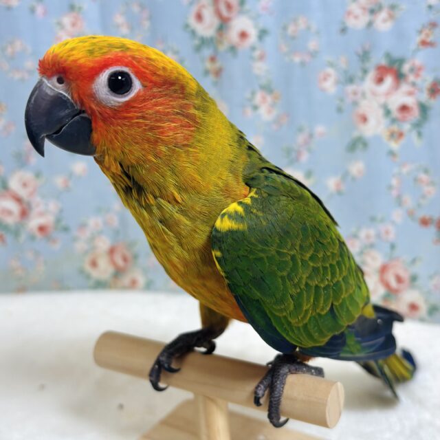 コガネメキシコインコ