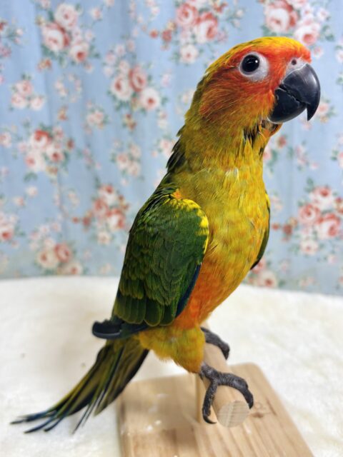 コガネメキシコインコ