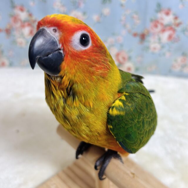 コガネメキシコインコ