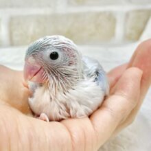 人気カラー🩵マメルリハインコ（アメリカンホワイト）