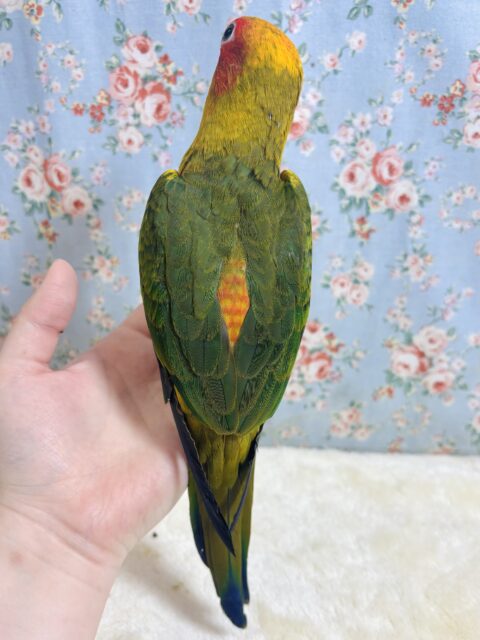 コガネメキシコインコ
