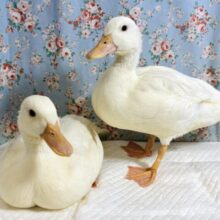 待望✨️コールダック✨️🐤⸝꙳