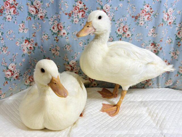 待望✨️コールダック✨️🐤⸝꙳