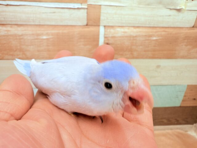 マメルリハ